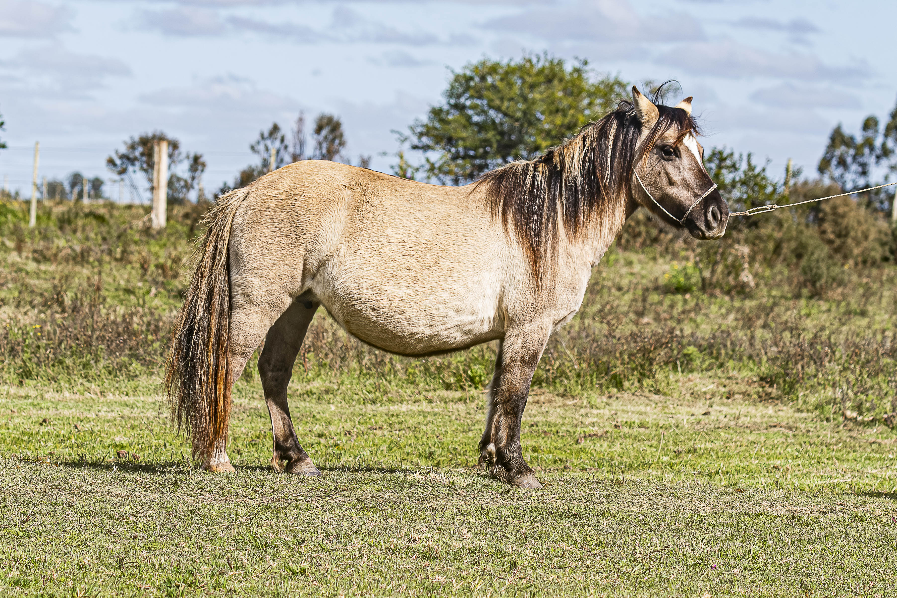 Yegua Madre Brissa - Cabaña SHR Poni Shetland Uruguay